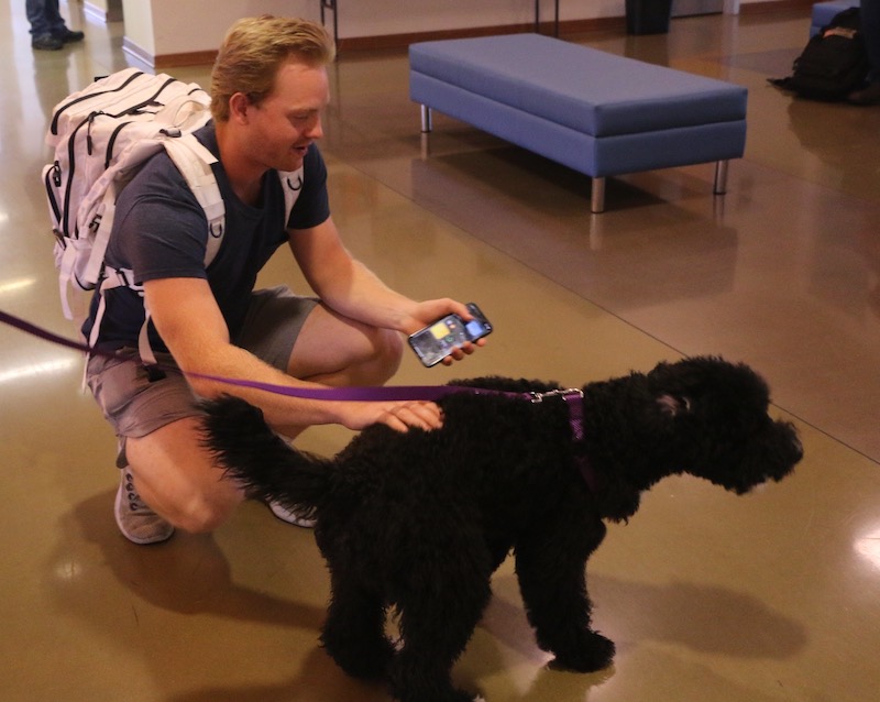 Waussie the Wallace State dog
