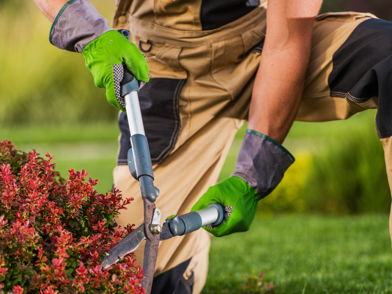 Landscape & Nursery Woker (Skills for Success)