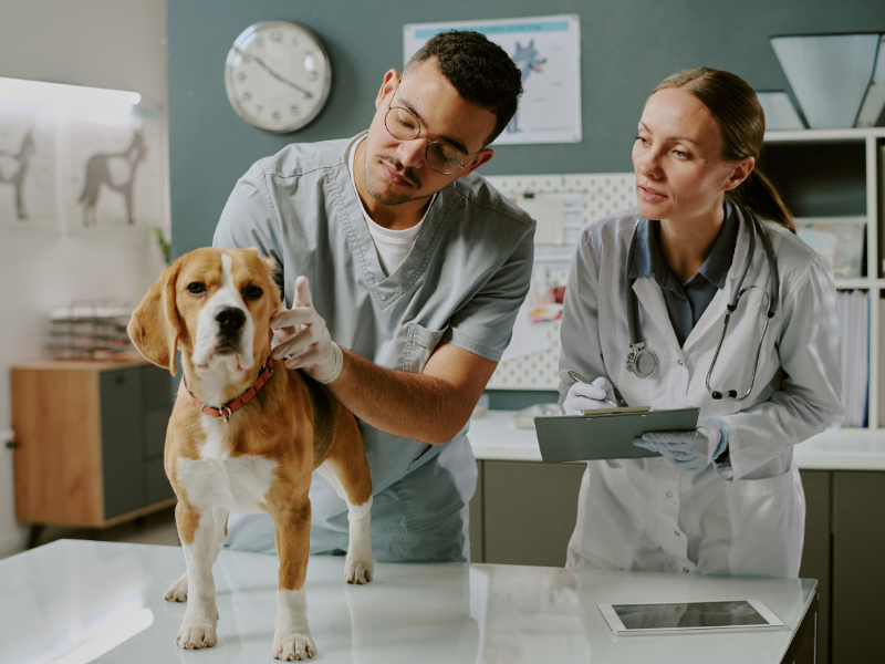 Veterinary Assisting (Skills for Success)